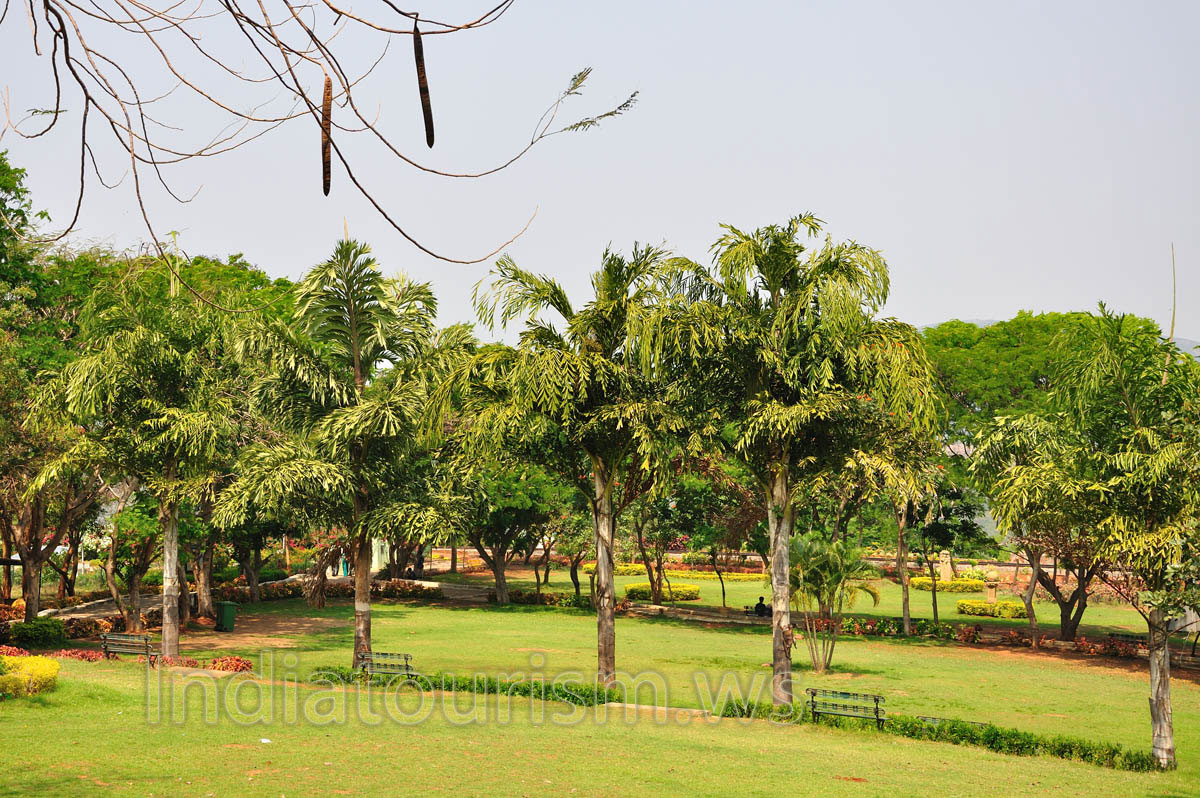 exotic trees in the park