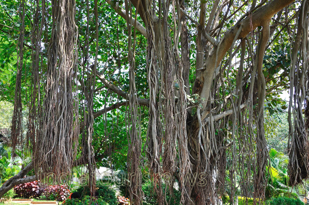 giant aerial roots