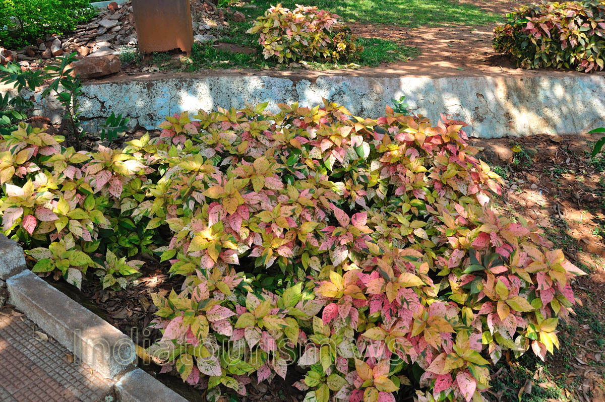 coleuses with leaves of autumn colors