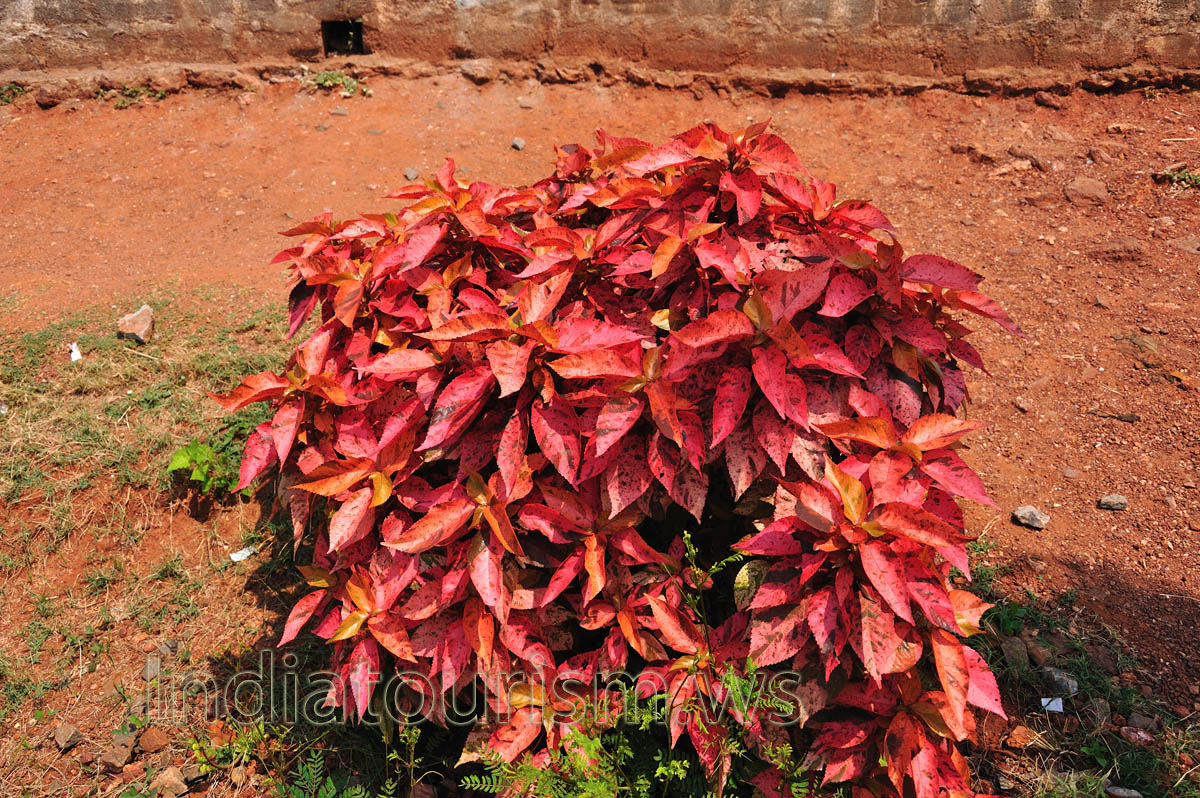 red coleus with splashes of grey colour on the leaves