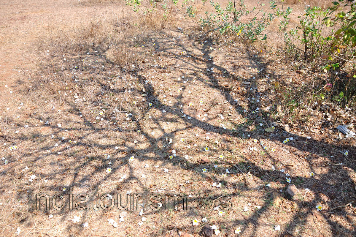 white flowers on the ground