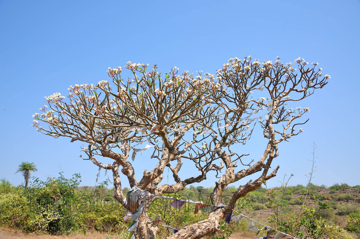 pachypodium tree in blossom
