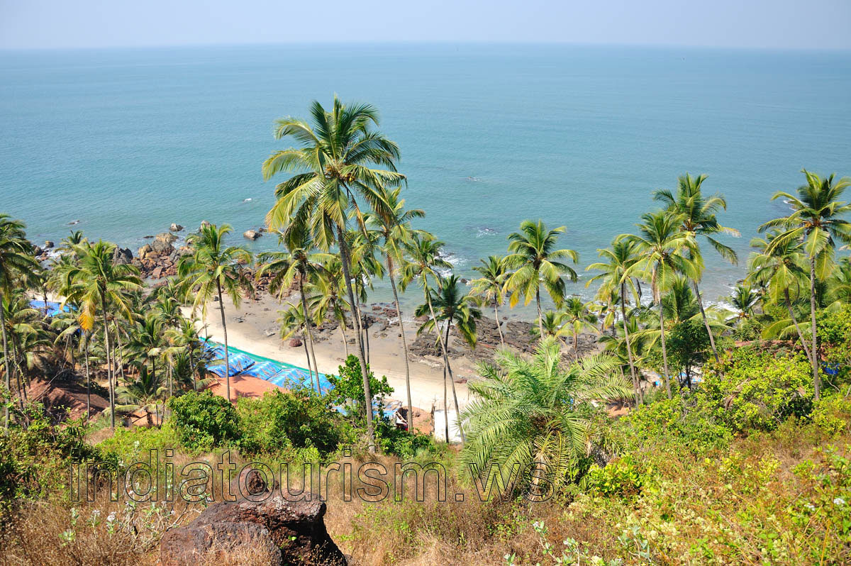 Arambol palms