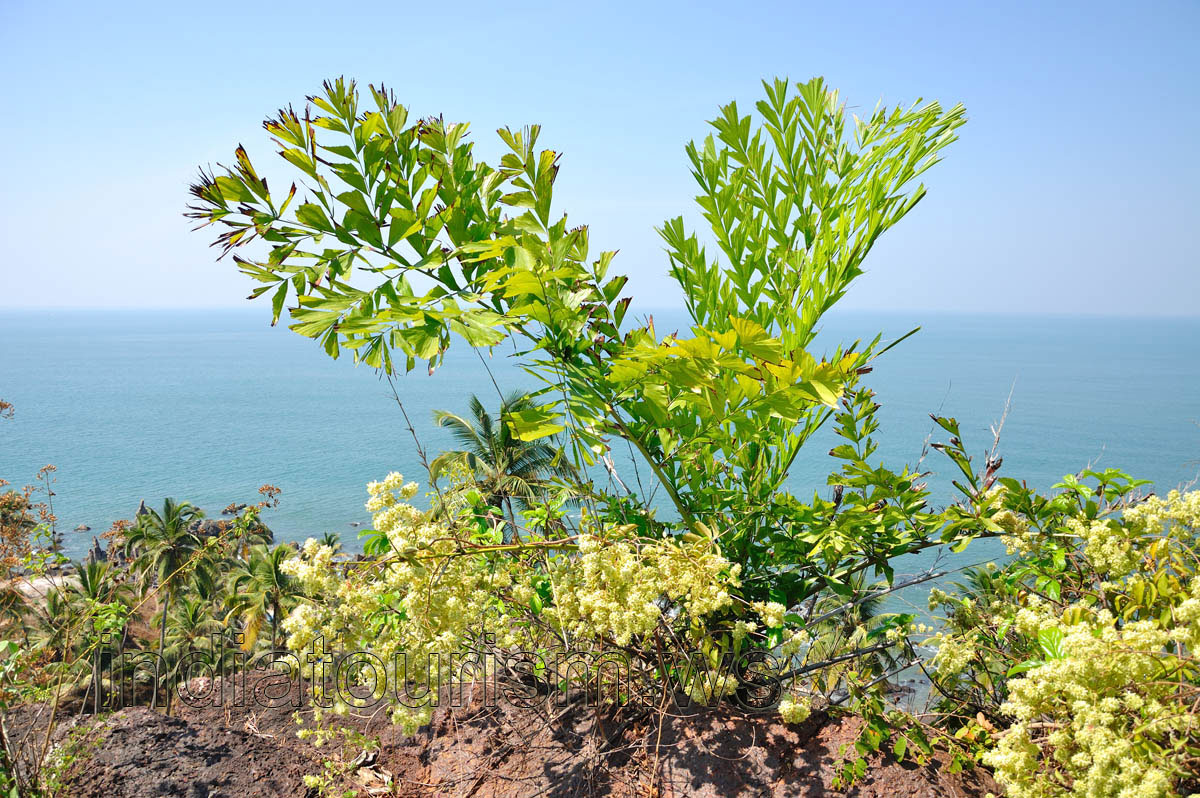 strange plant on the top of the cliff
