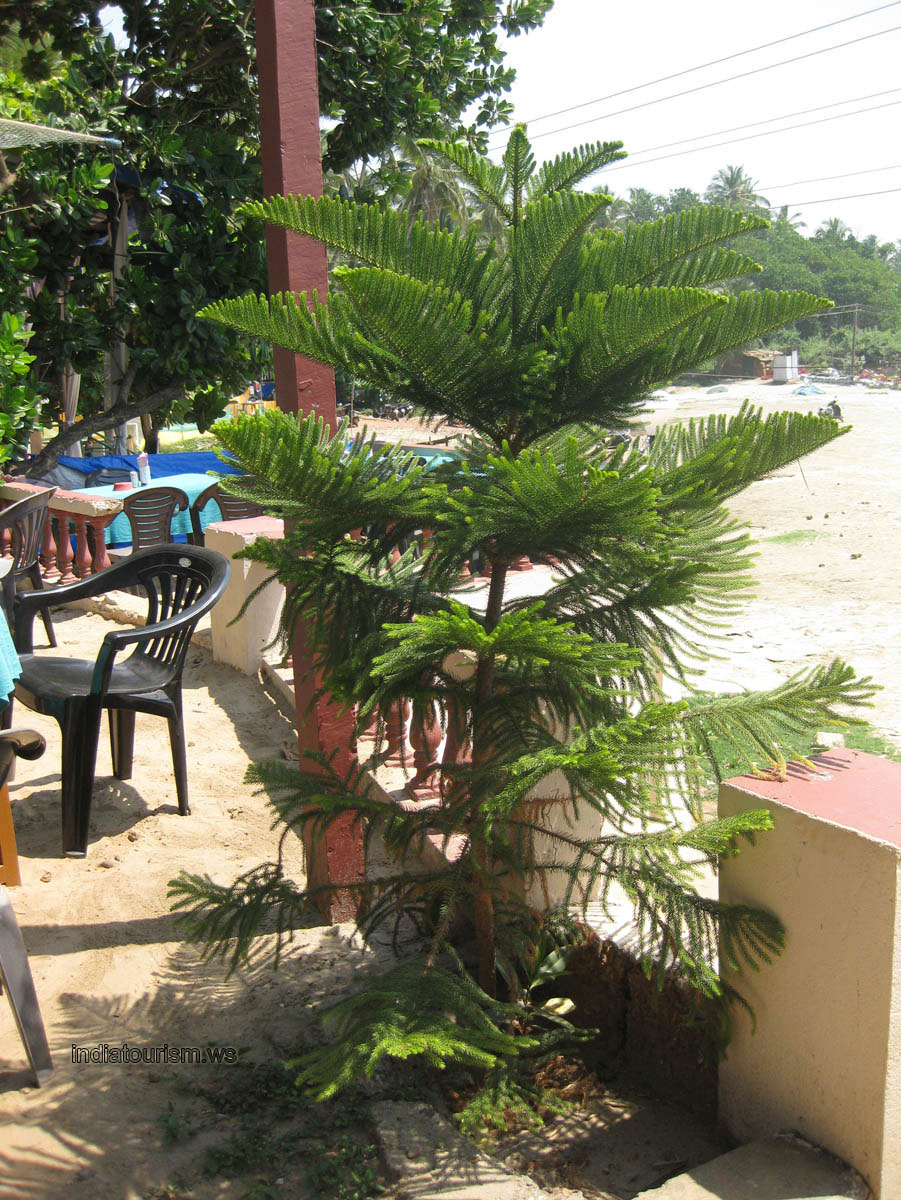 The araucaria in the Rice Bowl restaurant