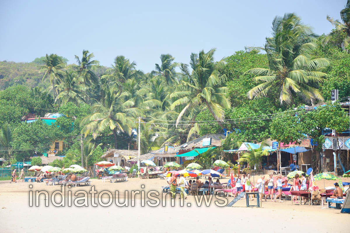 mature palms on the Arambol beach