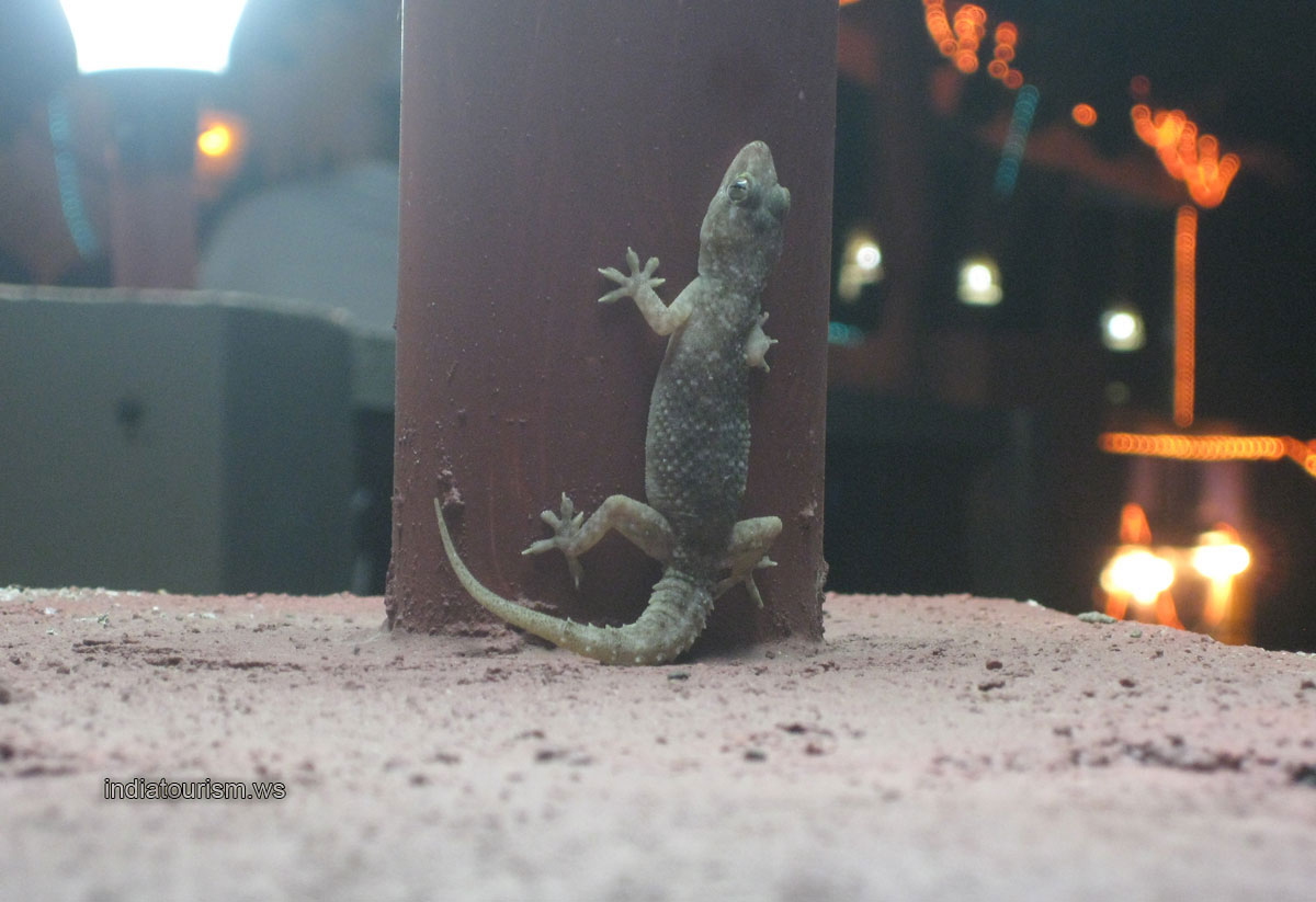 gecko