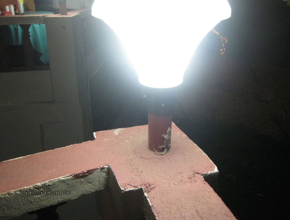 lamp and gecko in Rice Bowl restaurant