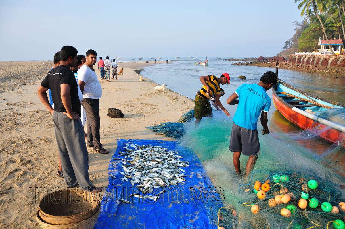 The catch of an Indian mackerel