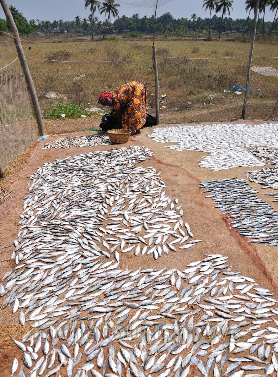 fish vendor puts fish in the basket