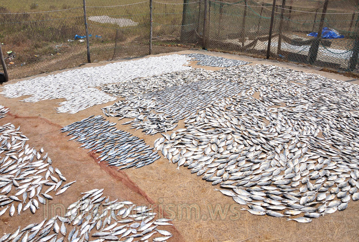 fish of different types lie in different places