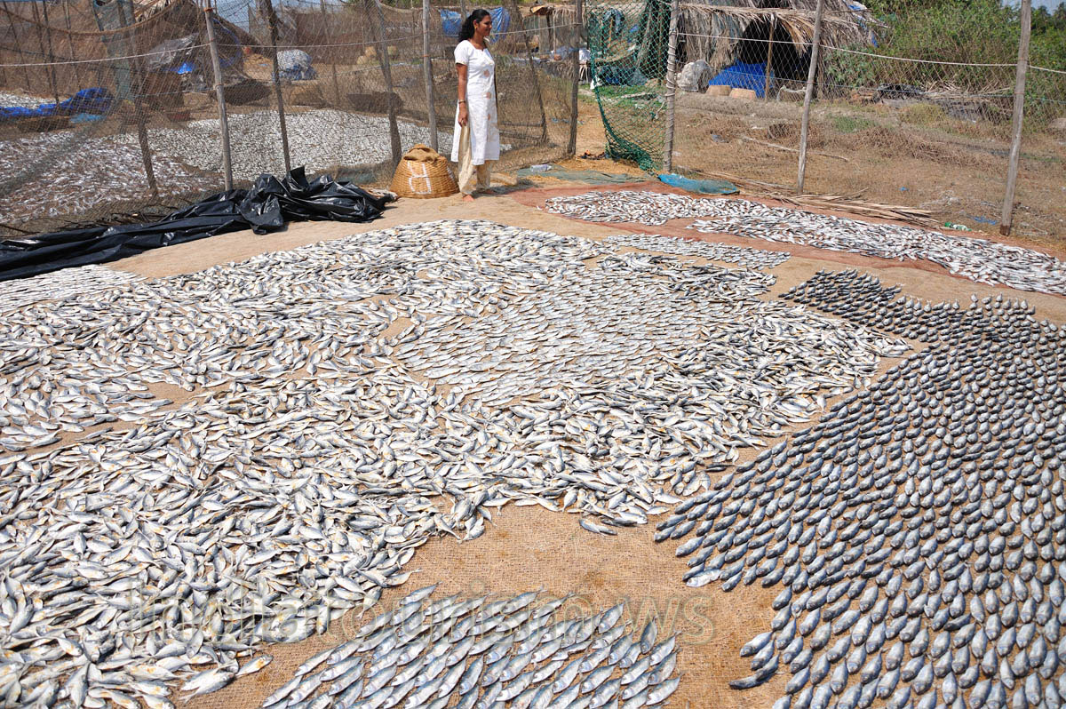 fish buyer is arrived