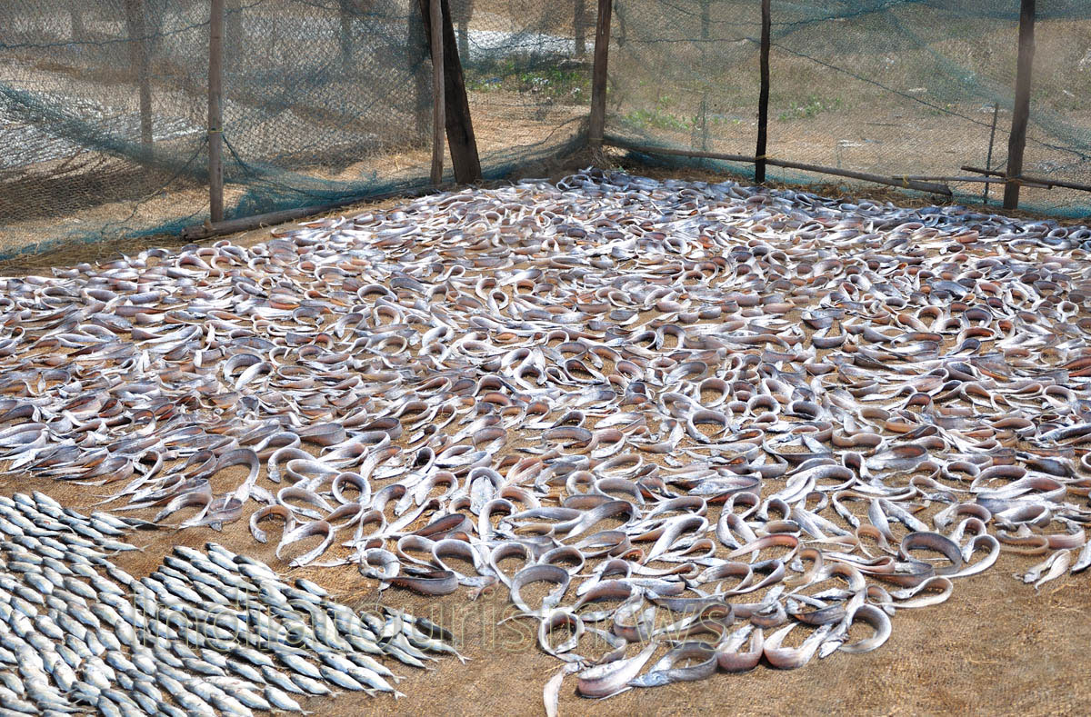 this fish looks like a snake