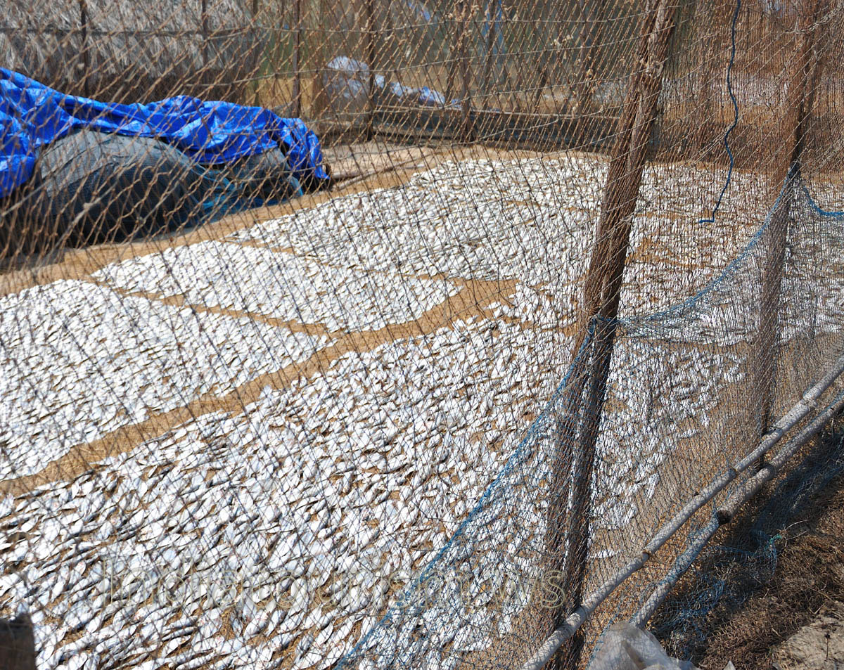 many fish inside the net