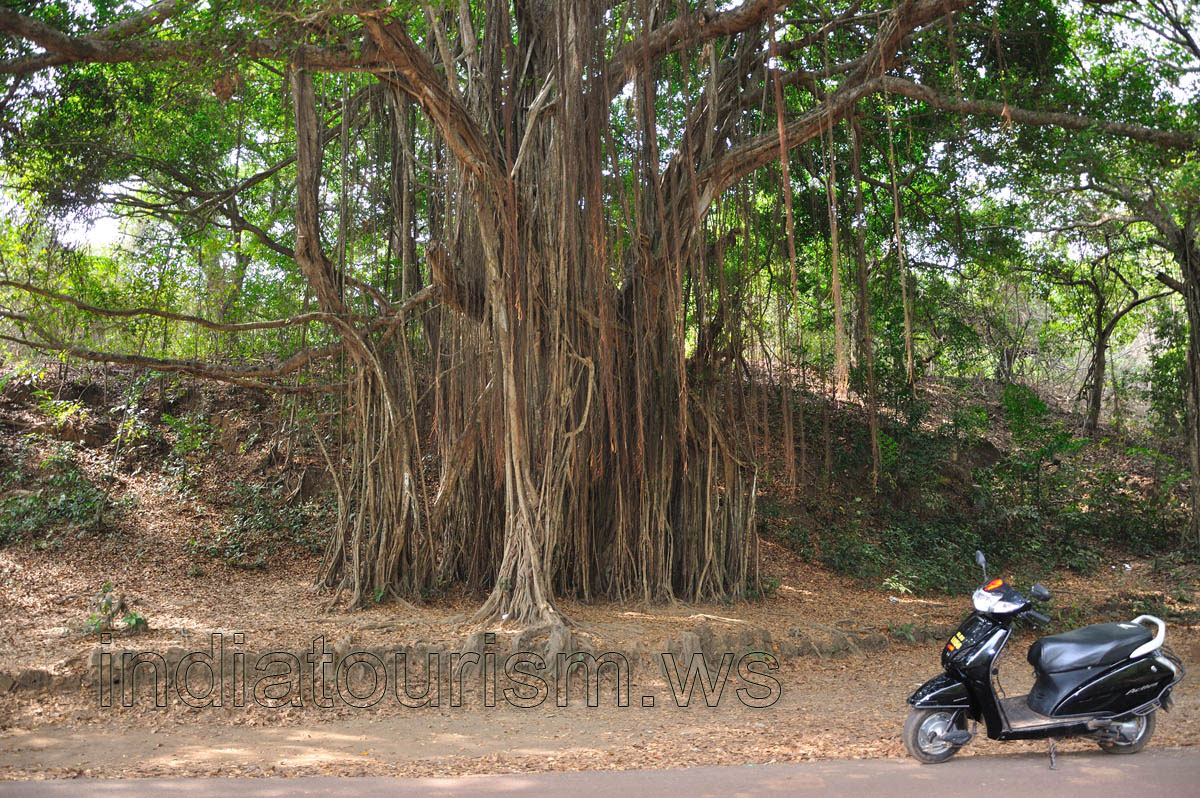One of the biggest banyan tree in Goa is found not far from the fort