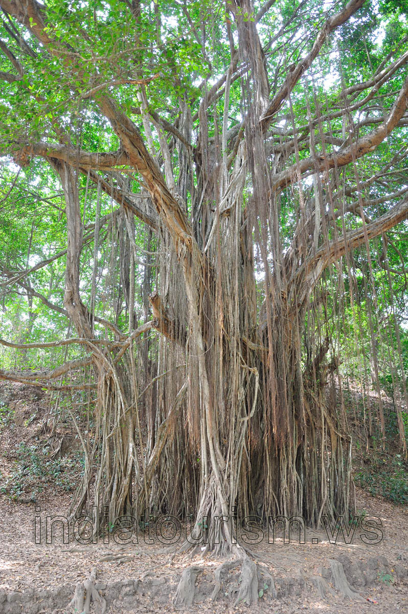Huge and green banyan tree
