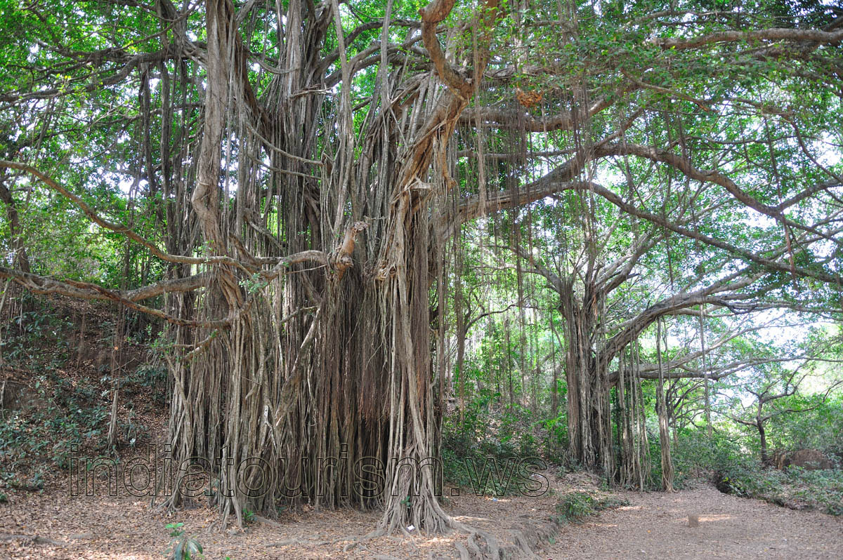 Aerial roots of the banyan trees near the Chapora fort