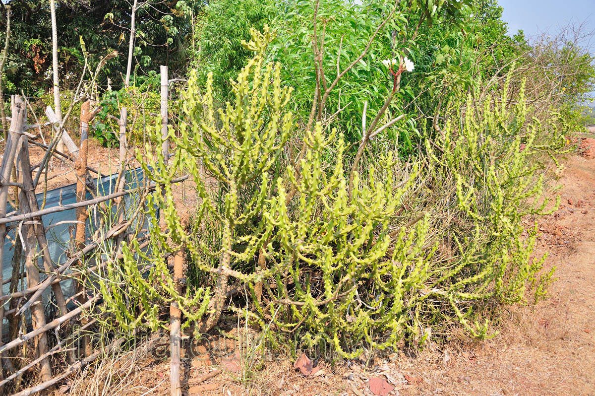 Euphorbia plants and pachypodium flowers on the way from Colva to Palolem