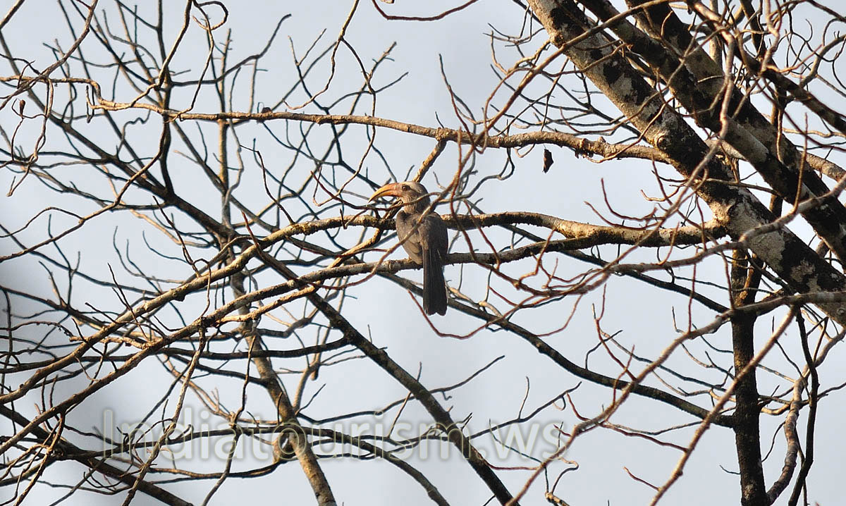 this bird slightly looks like a toucan