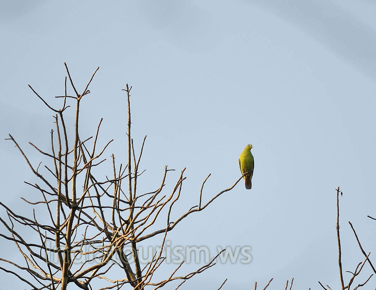green pigeon