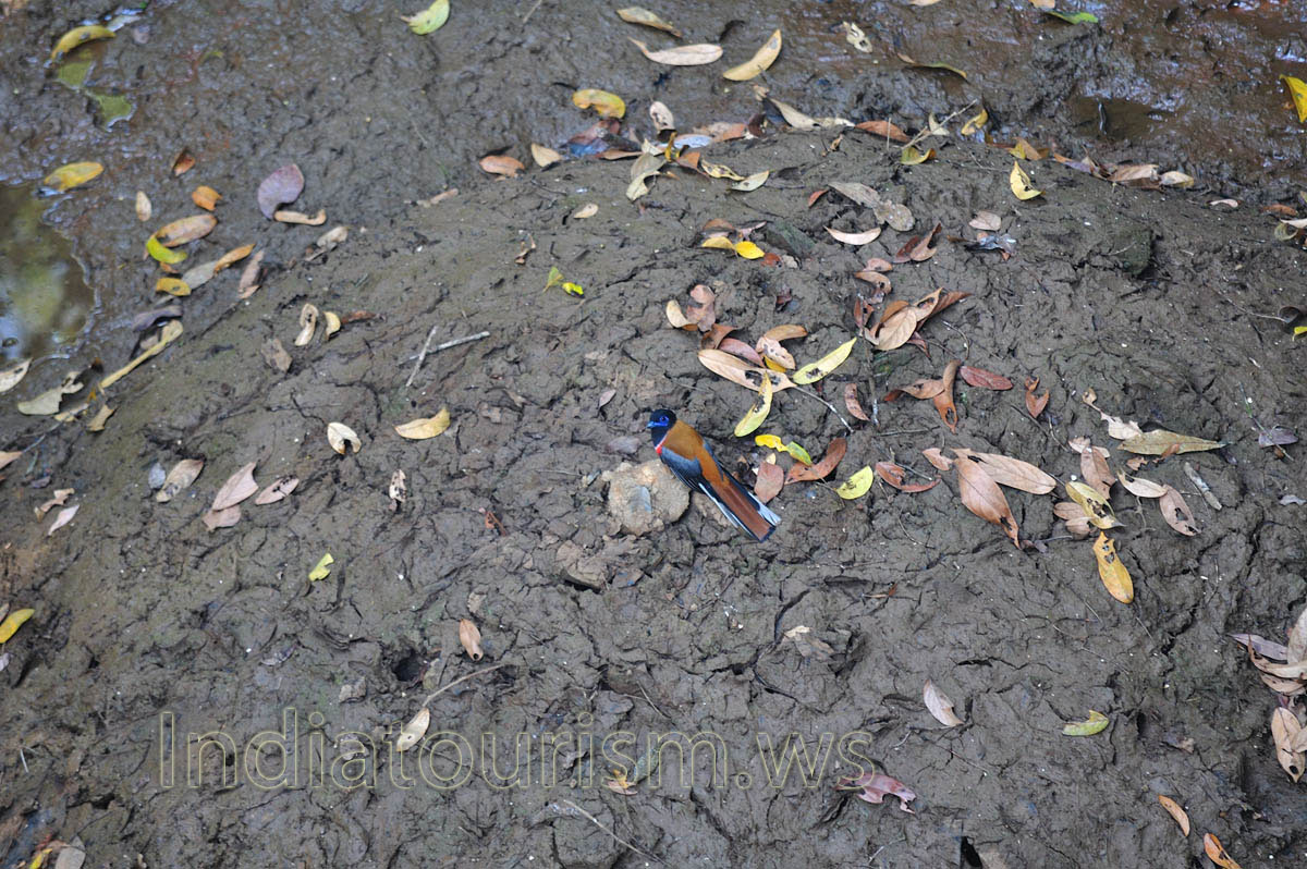 blue head bird - Malabar Trogon (Harpactes fasciatus)