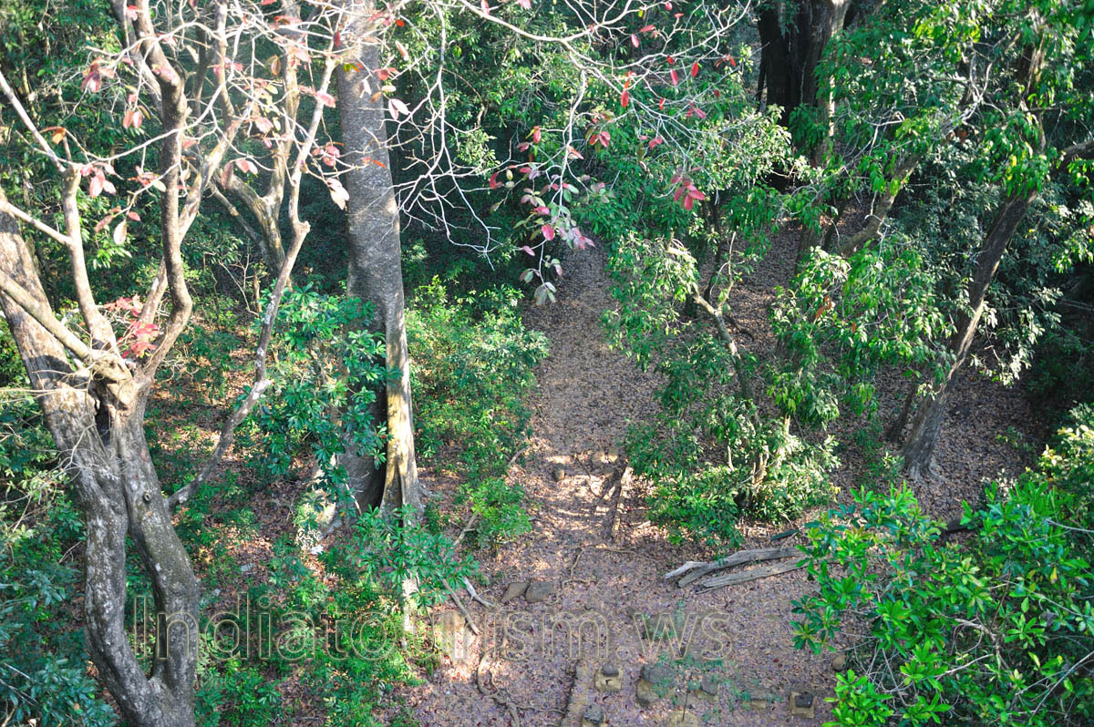 ground view from the treetop house