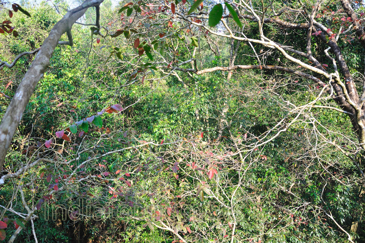 forest after sunrise