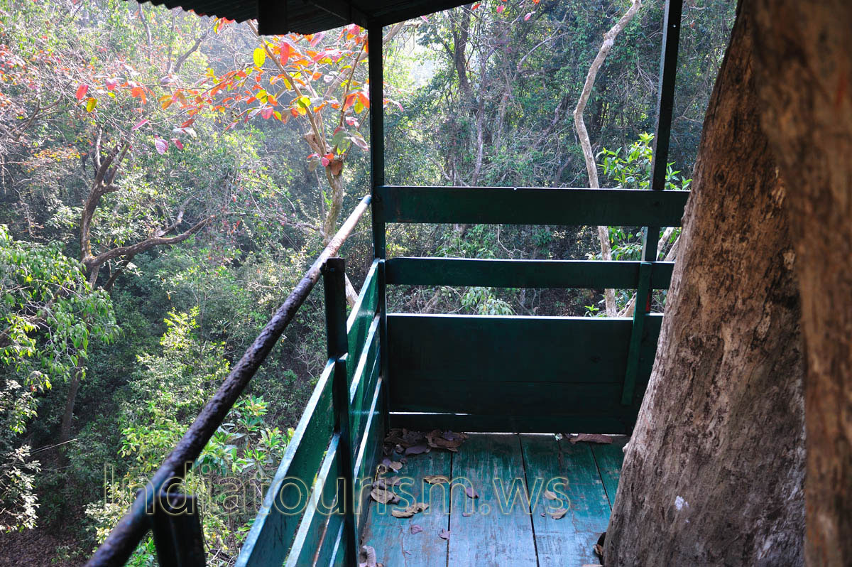 inside the treetop house