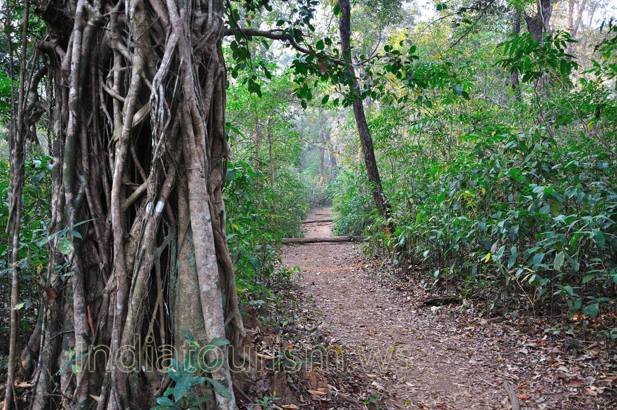 pathway to the treetop house