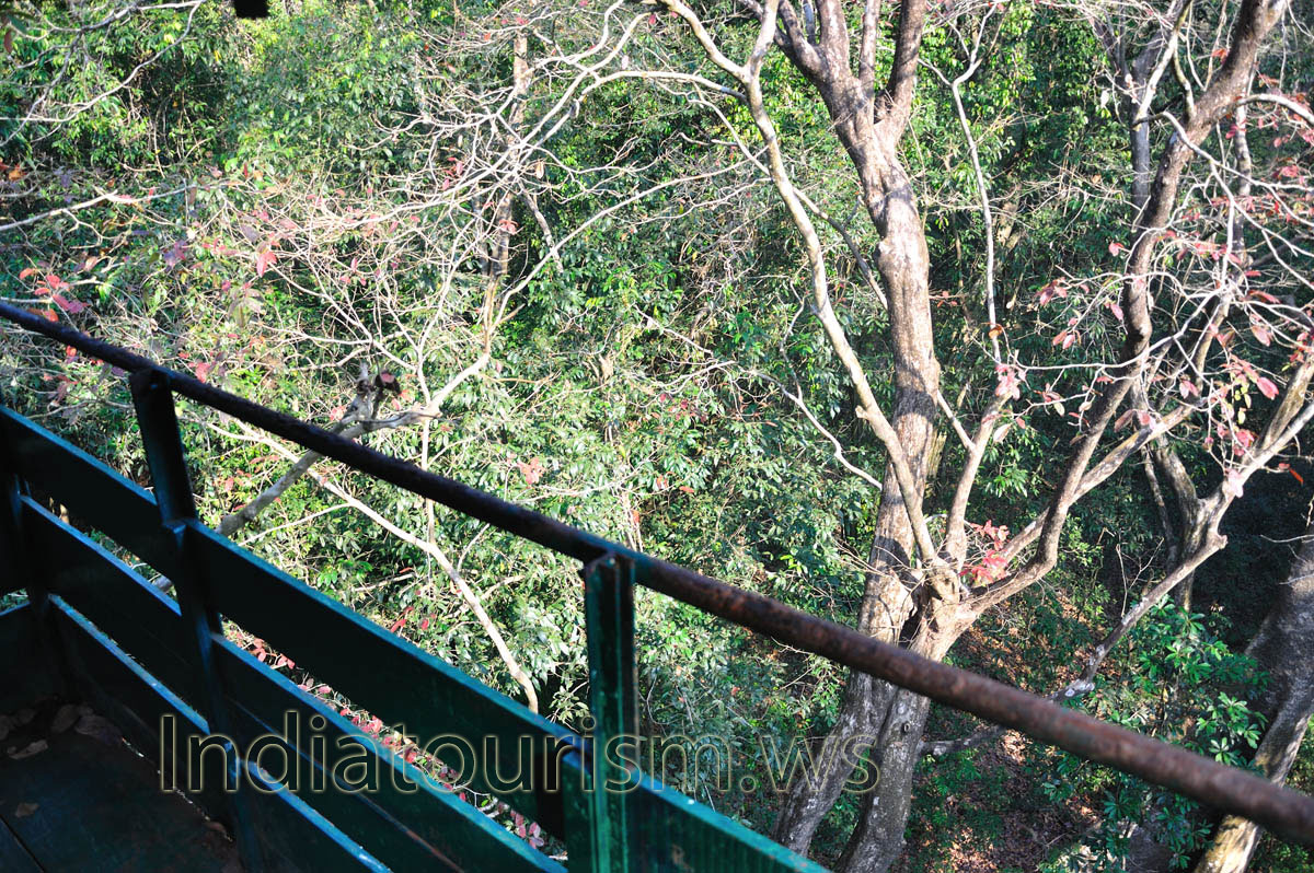 border of the treetop watchtower