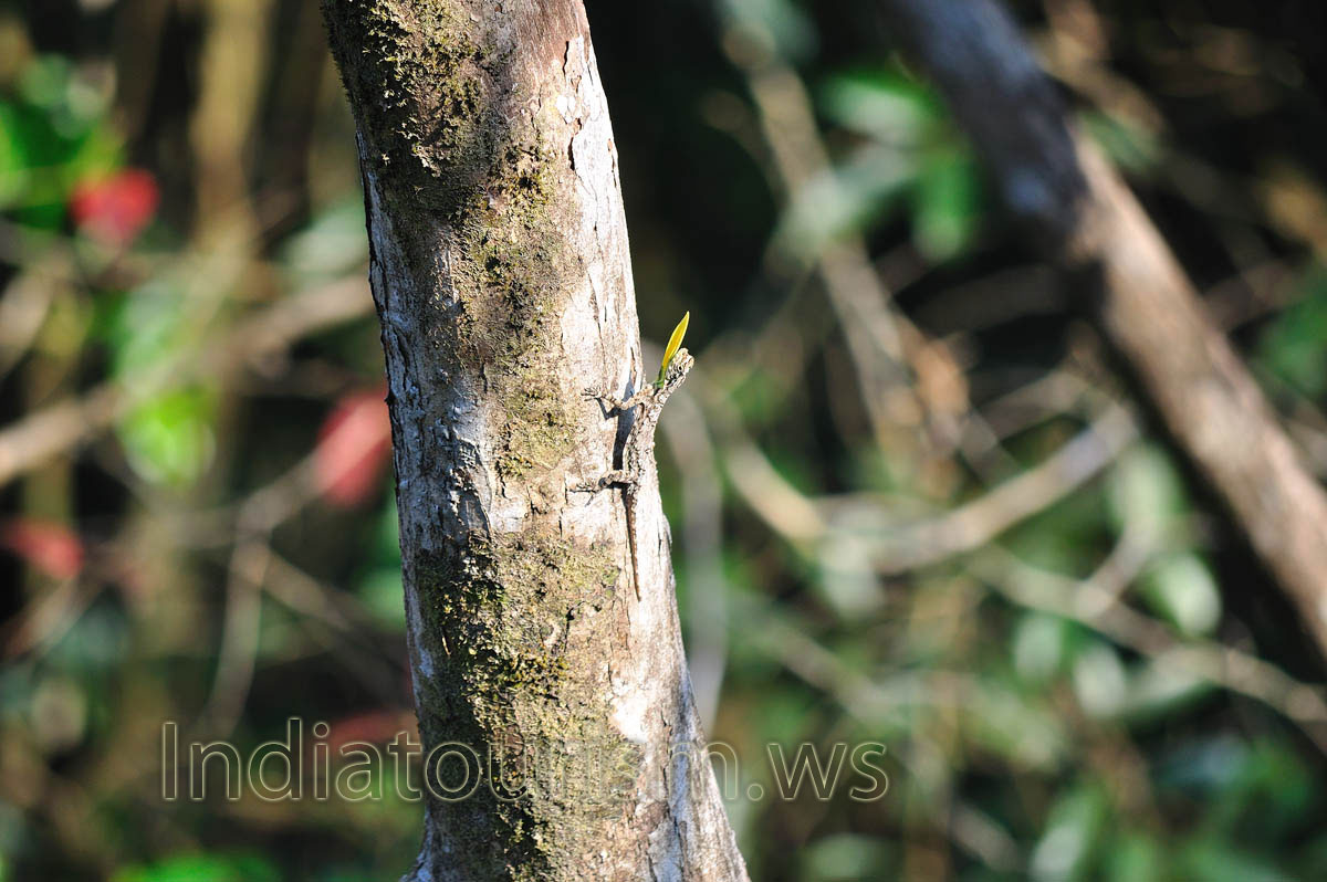 small lizard with yellow throat