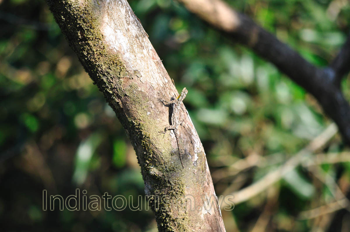 small lizard looks like a trunk