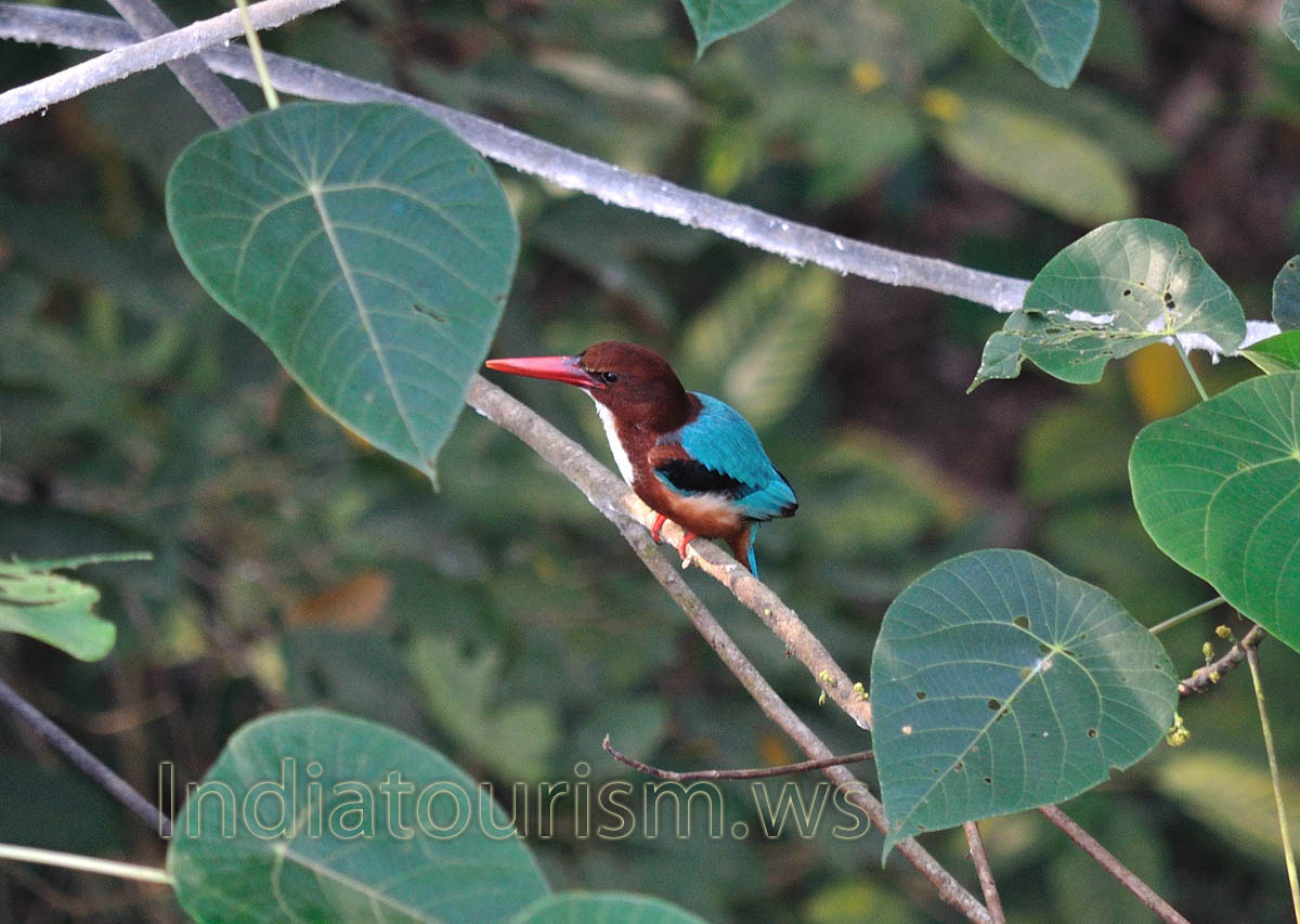 Kingfisher sits on the branch