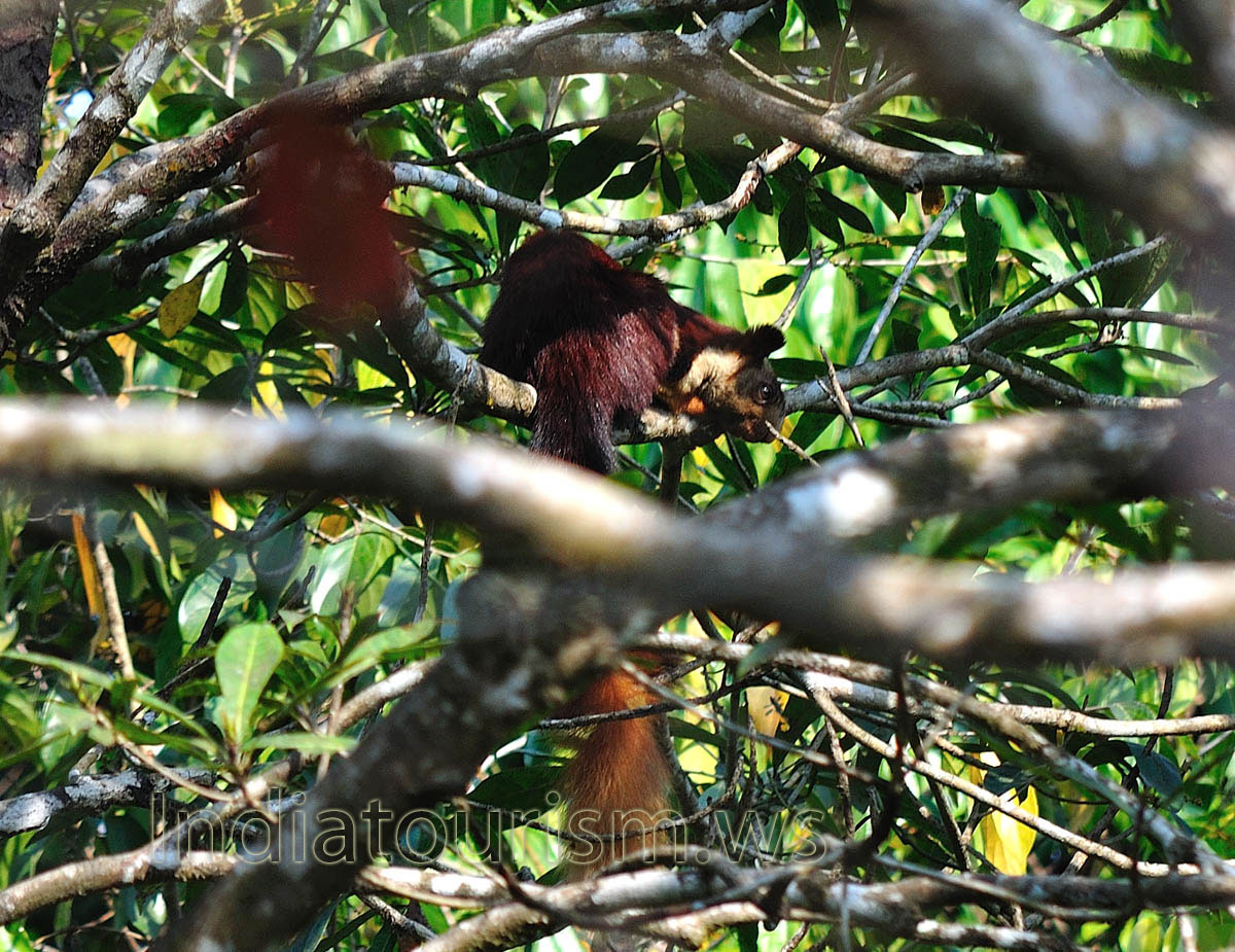 Indian giant squirrel