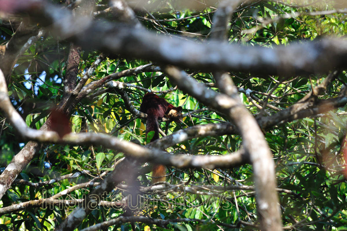 Malabar giant squirrel (Ratufa indica)