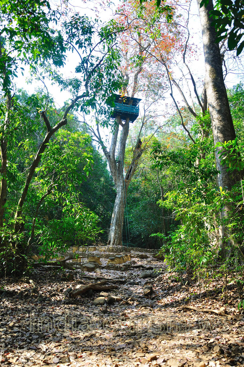 treetop watchtower from afar