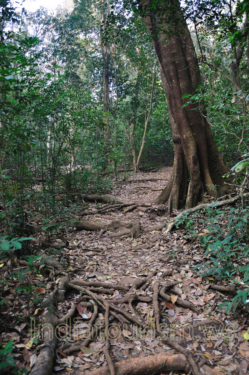 huge roots of the trees on the pathway