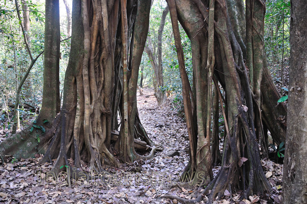 huge ficus gate