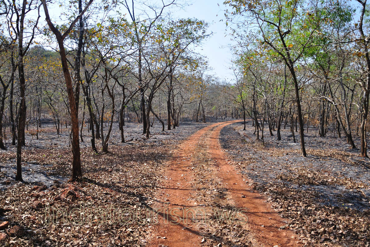 fire has burnt the grass
