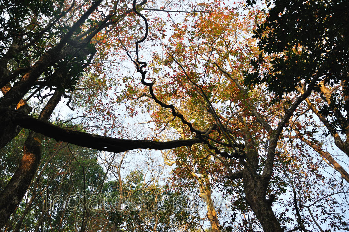 lianas over our heads