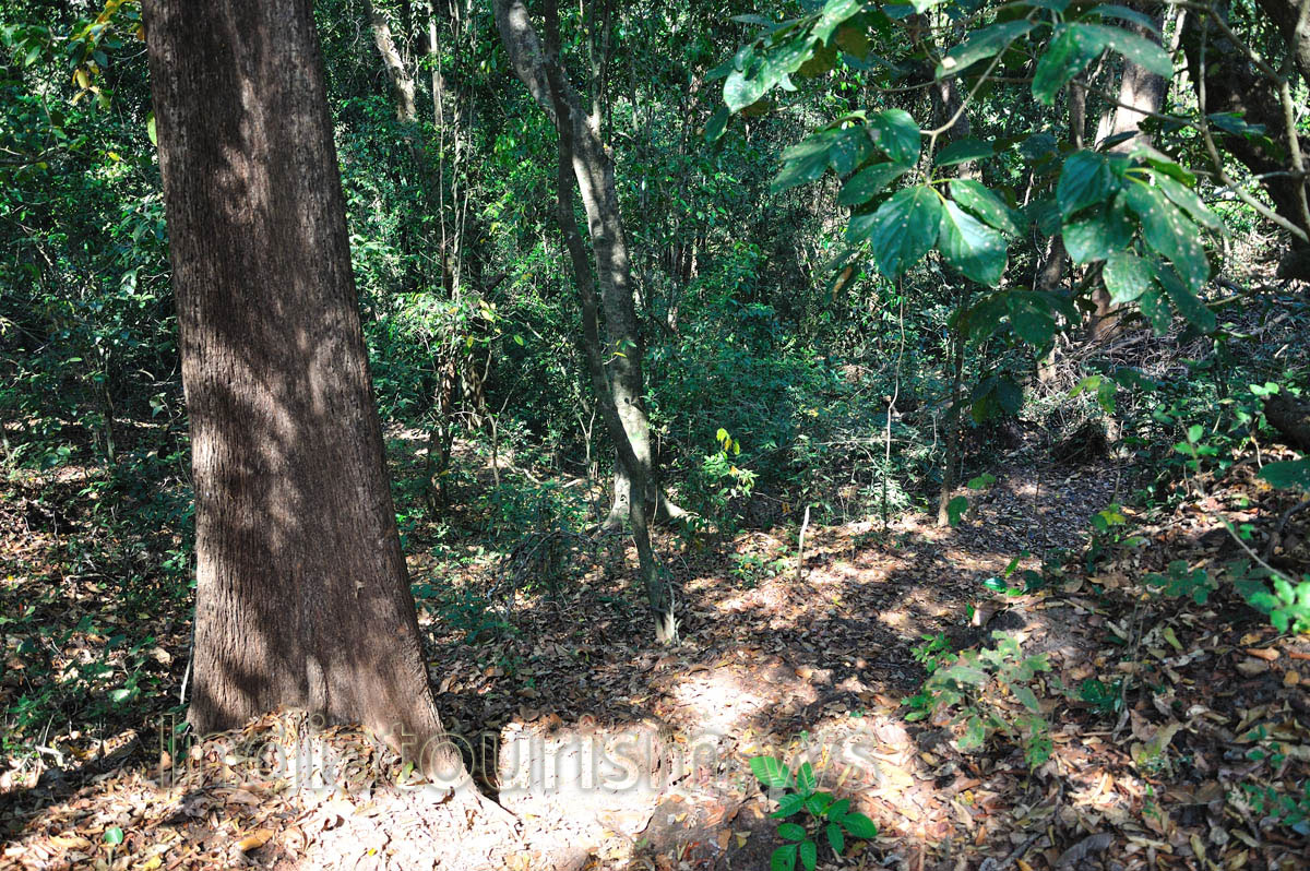 deep thicket of the Cotigao forest