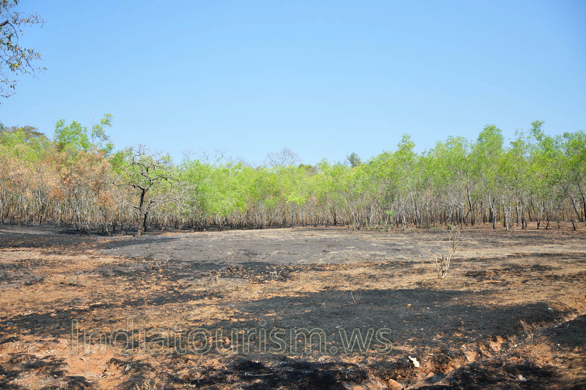 ground has the black color after the fire