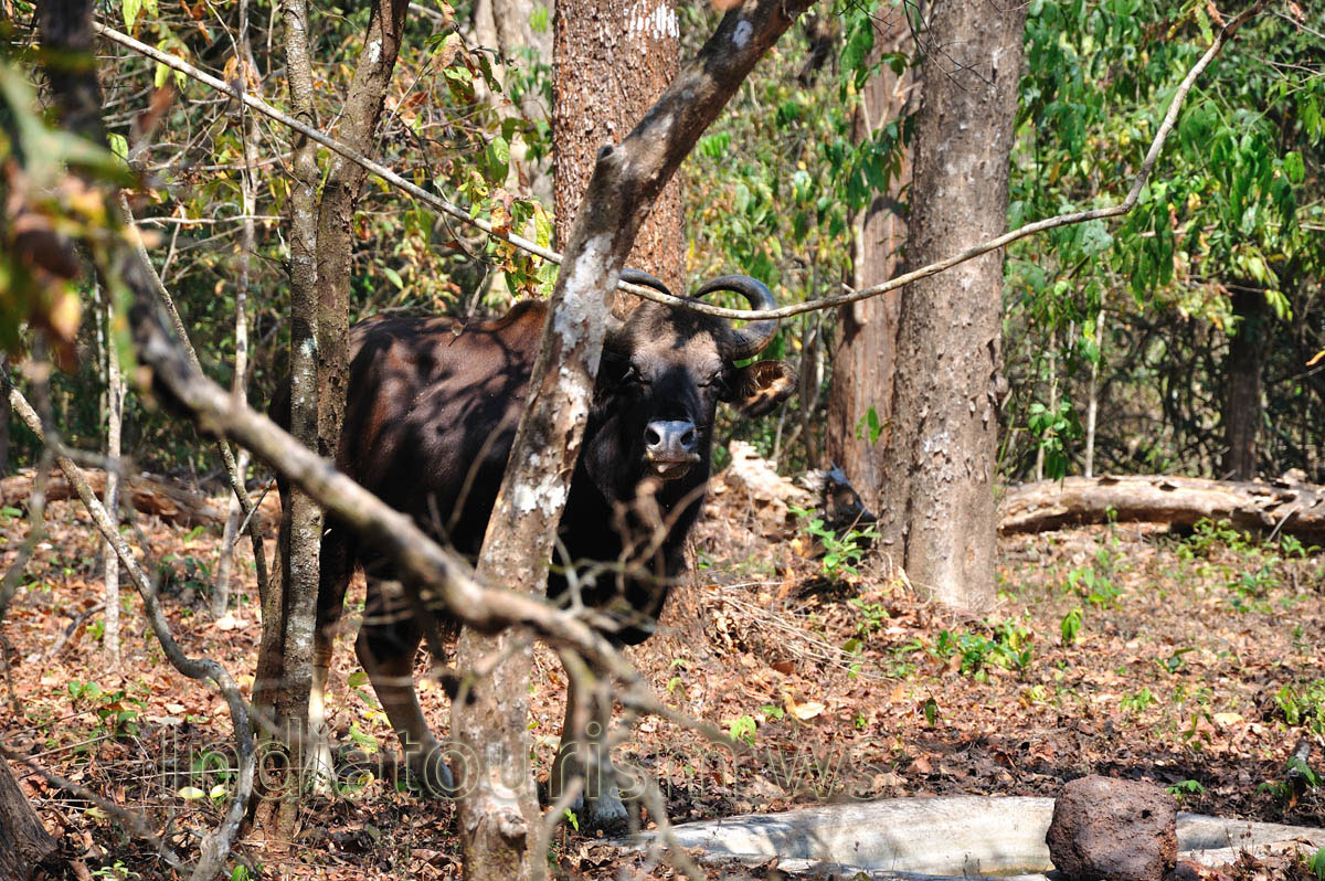 horned buffalo near artificial water pool