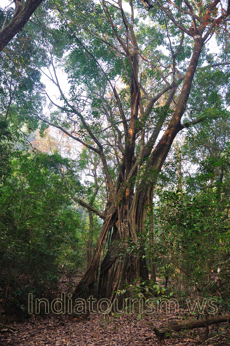 huge ficus has eaten the tree in its center