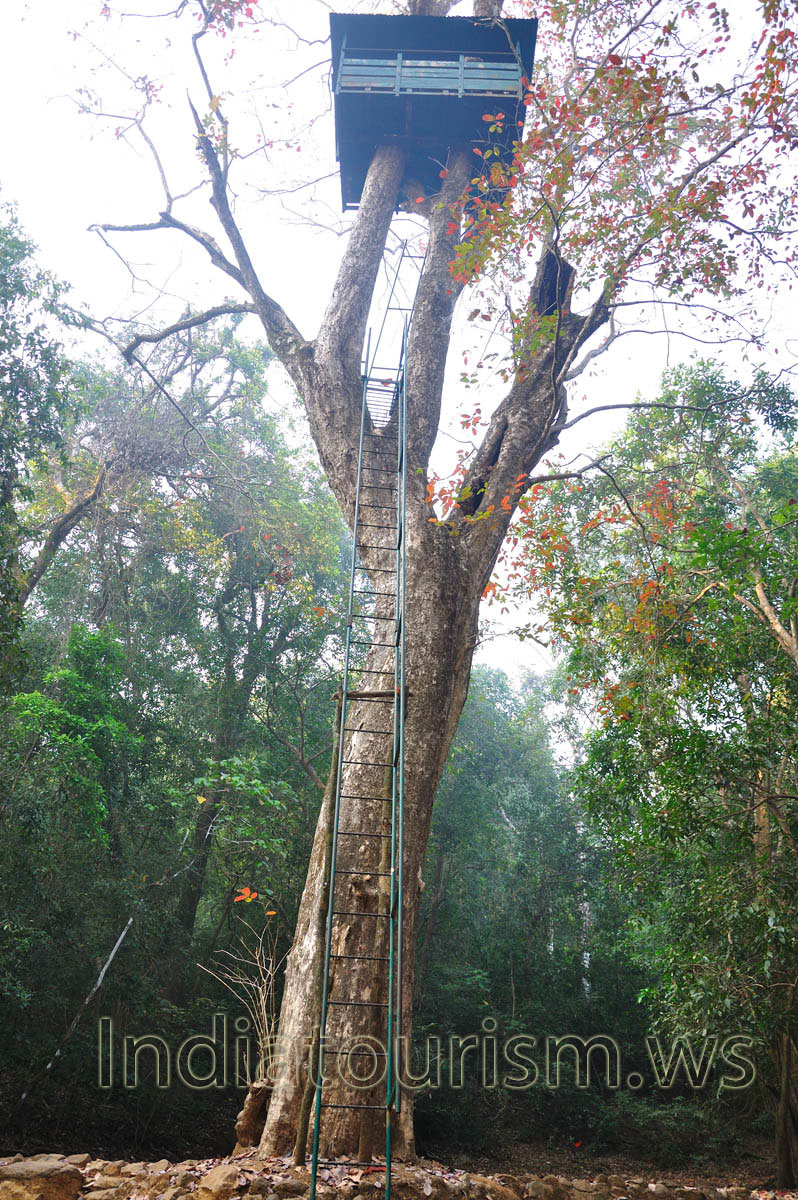 flight of stairs leads up to the treetop house