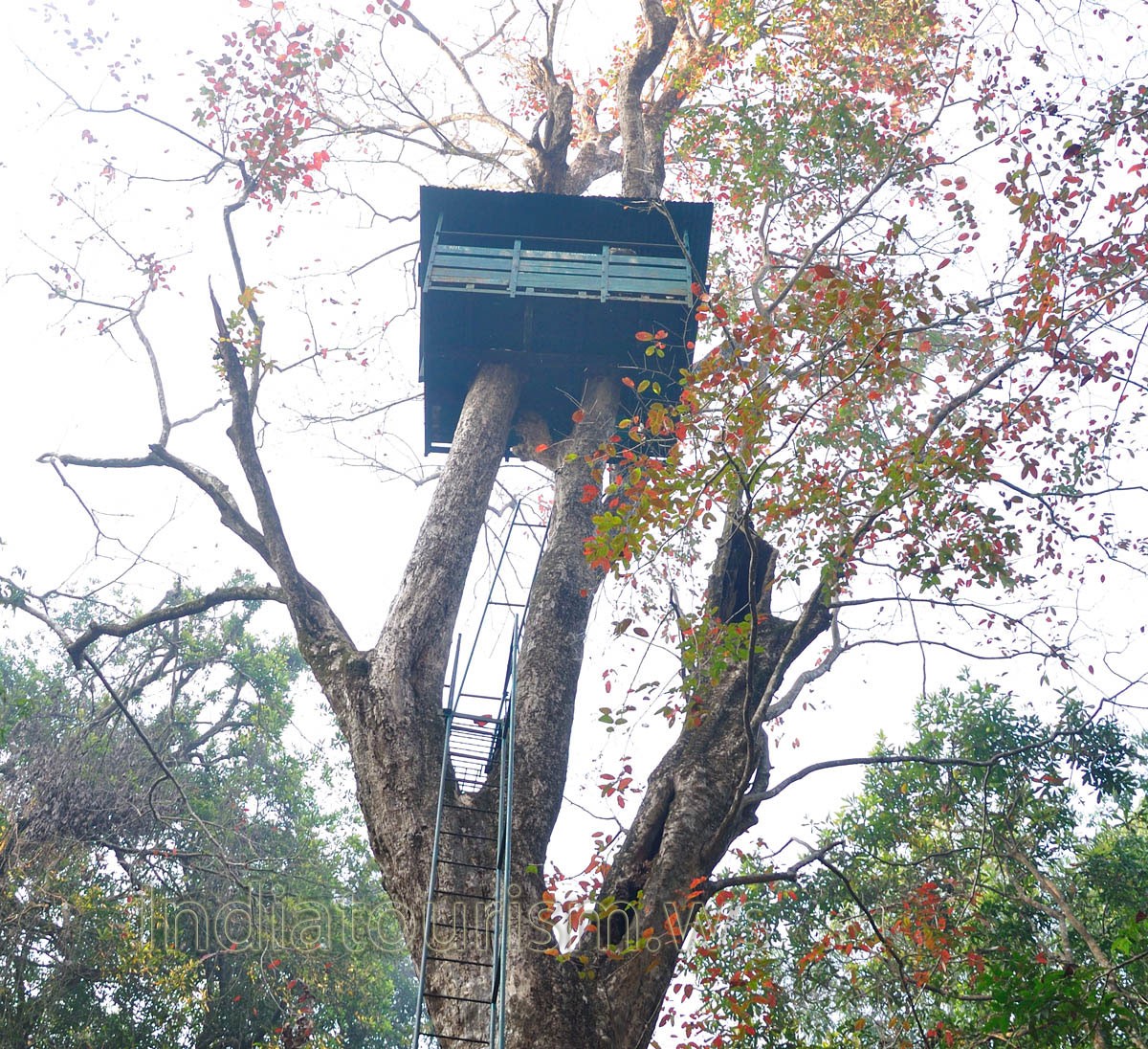 i was afraid a little bit to climb to the treetop house