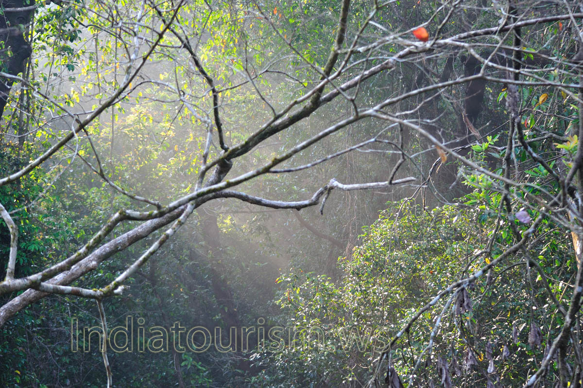 sunrise in the forest