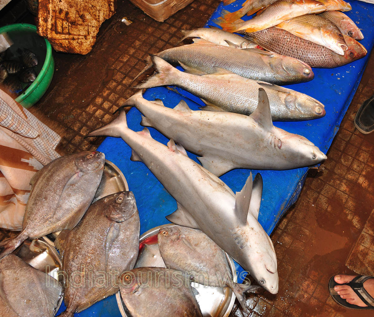 Fish Market: sharks