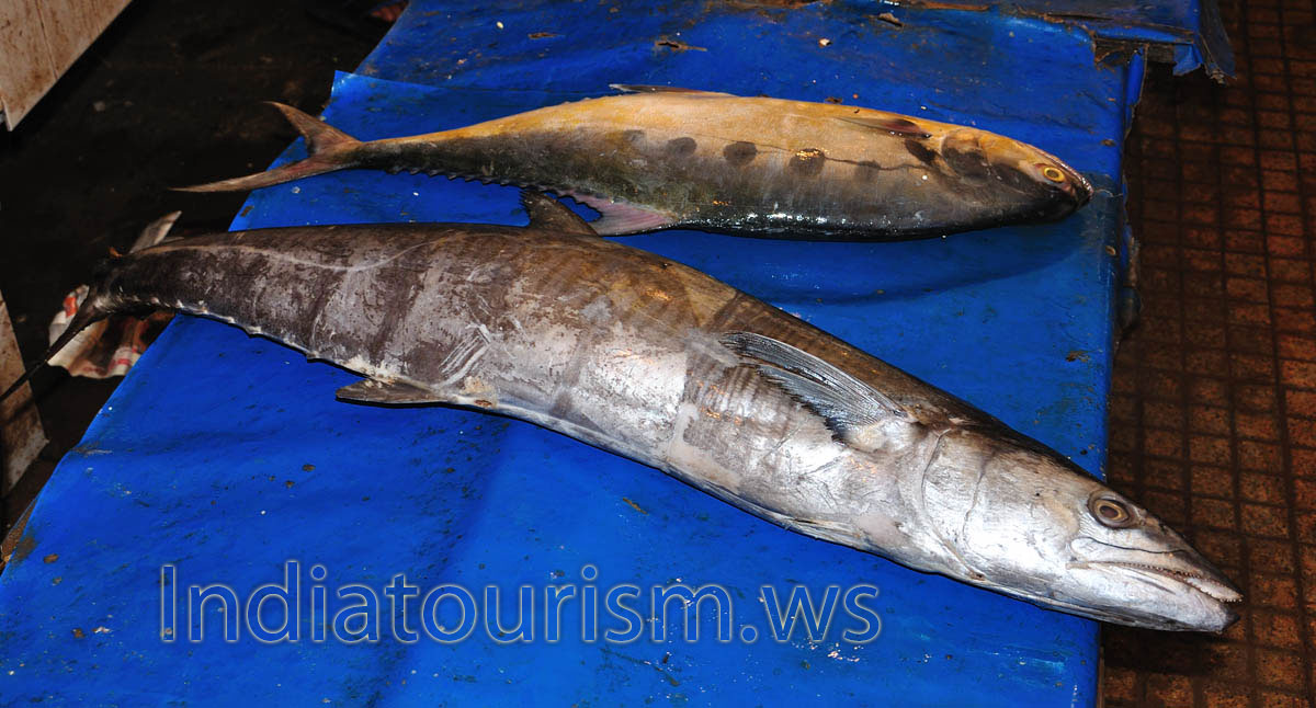 Fish Market: fish with sharp teeth