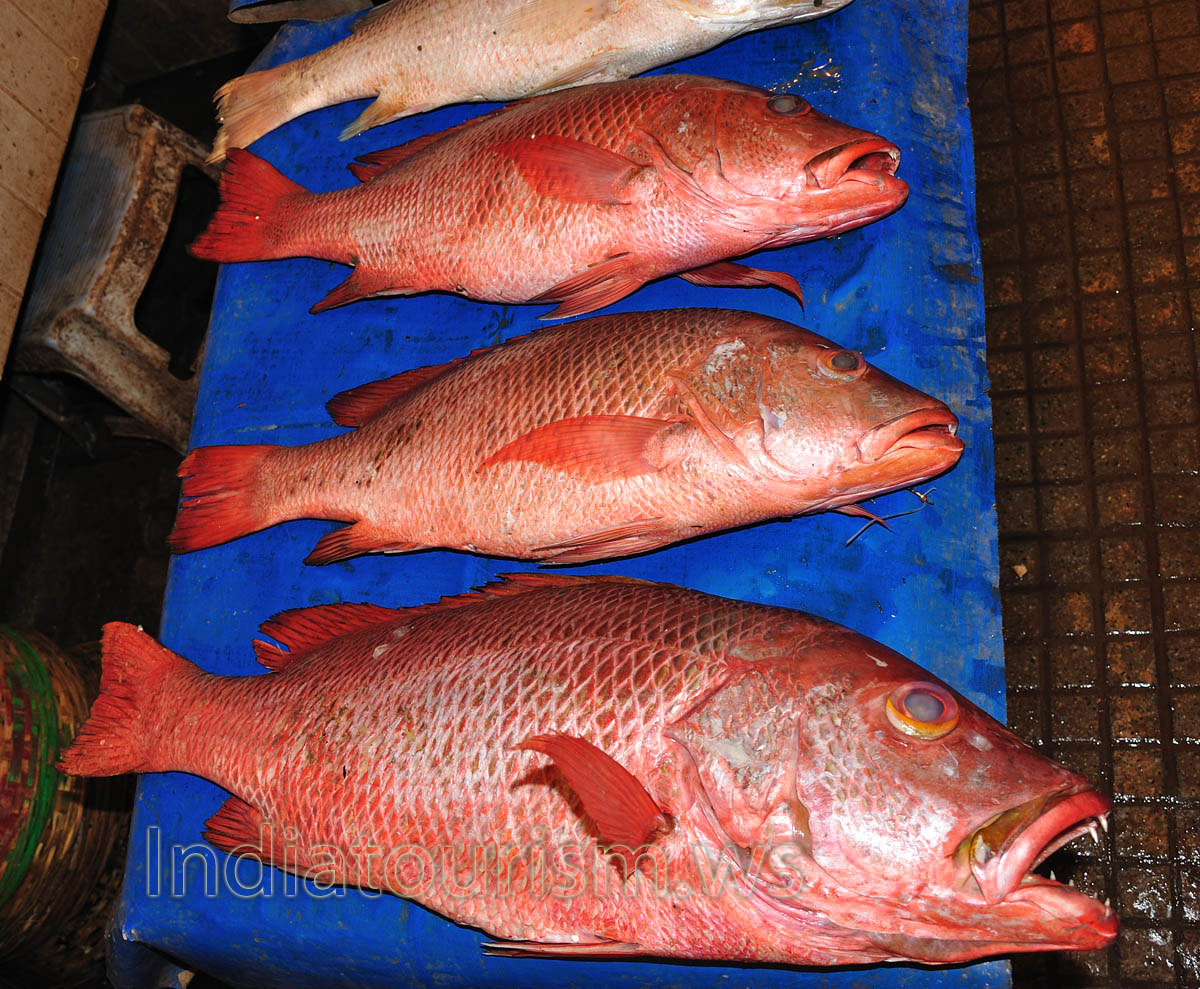 Fish Market: huge red groupers